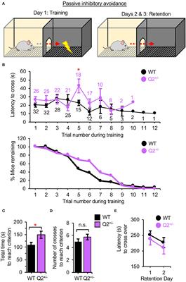 Heterozygous Deletion of Epilepsy Gene KCNQ2 Has Negligible Effects on Learning and Memory